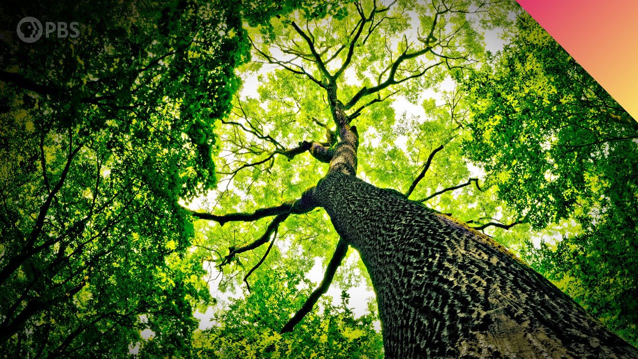 Why do Trees Talk to Each Other?