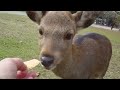 子鹿に鹿せんべいをあげてみる！
