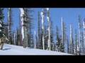 videos de steeze