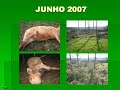 A Verdadeira Face do Movimento dos sem terra - MST