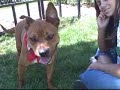 *ADOPTED* Precious 5687233 Humane Society Colorado Adopt