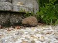 Igel in Illmitz