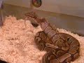 Ball python feeding Oct 27 2007 Part 3 Ball python feeding Oct 27 2007 Part 3