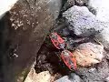 Youtube Video ramMVrF66fM