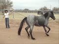 Koyote Libertas 2007, a Summerwind Marchador gelding