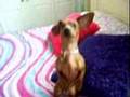 Princess The Dachshund Begging