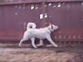 Chance Playin\