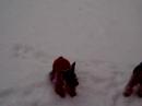 Shadow, Mitzie, Heidi and Muffy in snow