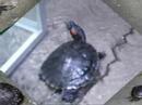 Turtle Derby