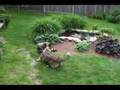 Affenpinscher video