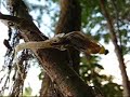 Tiski Cvet (Palingenia Longicauda)