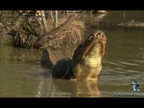 Male Alligator