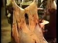 Slaughter House Footage Meat Industry