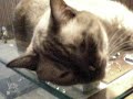 0:12の「ニャー・・・」...