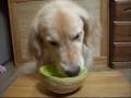 youtube:何でも食べる犬�..