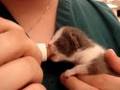 Little Stray Baby Kitten Is Hungry!  ~Part 5~
