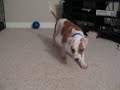 Sputnik and Maya wrestling