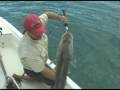 Jupiter Snook! Fishing videos shows clips charters