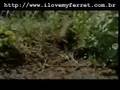 Polecats in the wild - a relative of the domestic ferret
