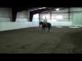 Topper Walk & Trot.MP4