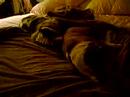 Lillabelle & Pugsley sleeping