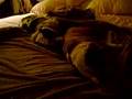Lillabelle & Pugsley sleeping