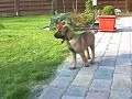 Malinois Zabó Airport Hannover zieht bei uns ein