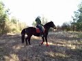 My crazy horse