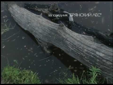 животное выхухоль