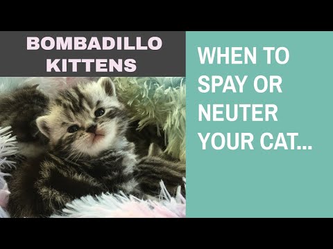 When to spay or neuter your cat