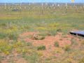 Black-footed Ferret Dance