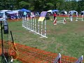 Sharpei Agility-Standard/fdr Park Sharpei Agility-Standard/fdr Park