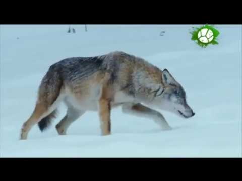 Лесная планета