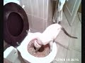 Litter Kwitter cat toilet training - Siamese using the loo