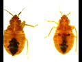 Bed Bugs