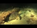 MTV Super Select - Night Dive @ maya thila