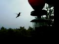 colibri colibri