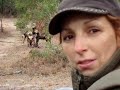 Wild Dogs KILL 2 - Duiker
