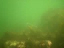 SHARK - Dogfish SHARK - Dogfish