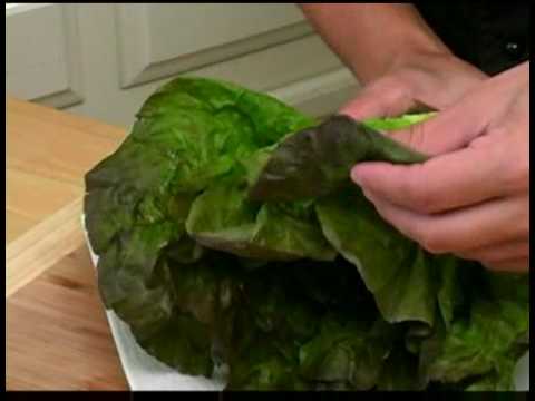 how to harvest red leaf lettuce