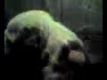 tookie pups 7