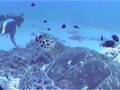 Hawaiian green sea turtle HOWZIT 1992