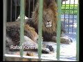 Vorschau: Mensch-Tier-Beziehungen im Circus (Nr. 133)