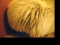 Cat Cleaning the Floor!! Funny!