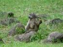 Chacma Baboons in Drakensberg, South Africa4 Chacma Baboons in Drakensberg, South Africa4