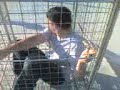 burness in a cage