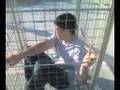 burness in a cage