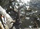 Wild Animal/Balboa Parks