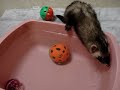 CRAZY Ferret Snorkel Trick