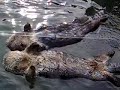 Sea Otters BFF